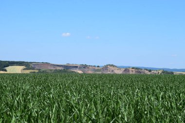 yeşil tarla ve mavi gökyüzü
