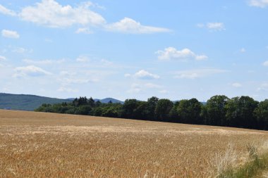 Arka planda buğday ve mavi gökyüzü olan manzara
