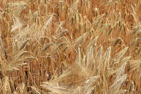 Buğday tarlası, buğday başakları, buğday kulakları, tarım, hasat, kulak, hasat, tarım