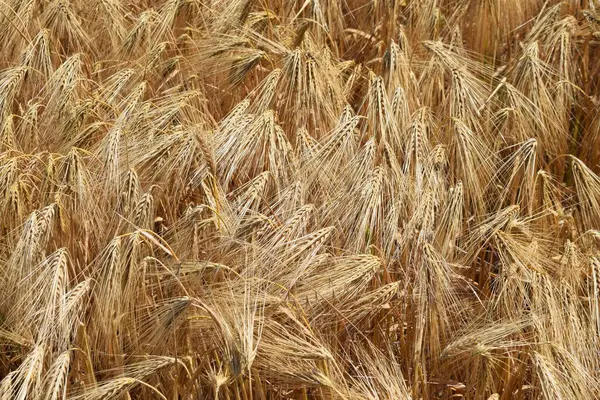 Buğday tarlası. Buğdayın altın kulakları, buğdayın olgunlaşmış kulakları. Buğday tarlasında zengin hasat. tarım kavramı geçmişi.