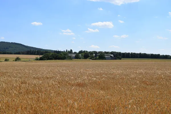 Buğday tarlaları ve mavi gökyüzü