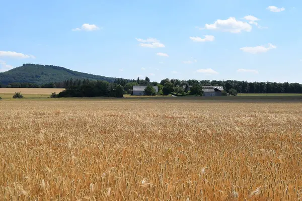 Buğday tarlası ve mavi gökyüzü