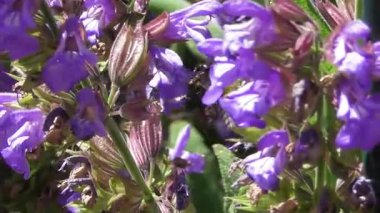 Bahçede mor çiçekler