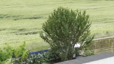 Fırtınada amber ağacı