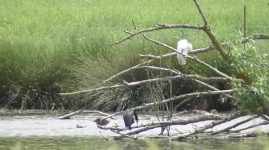 Bir gölün yakınındaki ağaç dalına tünemiş bir balıkçıl balığının yakın plan çekimi.