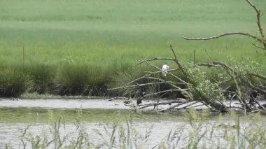 beyaz balıkçıl (ardeola alba )