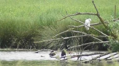 Kuş ağaçta oturuyor.
