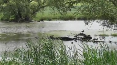 Ormanda bir ağaçla nehrin güzel bir görüntüsü.