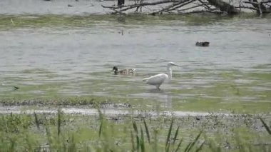 Sudaki beyaz balıkçıl