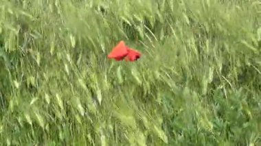 Çimlerin üzerinde gelincikler