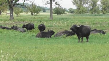 Bir grup siyah beyaz boğa yeşil alanda otluyor.