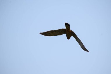 Gökyüzünde uçan kerkenez (falco cununculus)