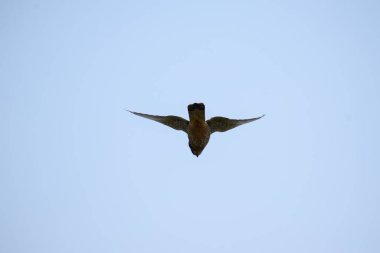 Mavi gökyüzünde uçan yaygın çizgi (falco cnunlus)