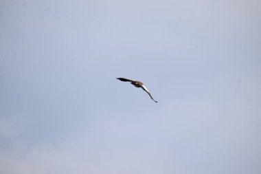 Gökyüzünde uçan kaz.