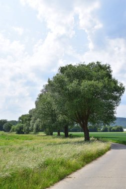 Güzel bir ağaç manzarası.