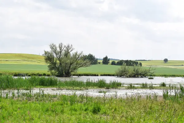 Yeşil çayır ve mavi gökyüzü