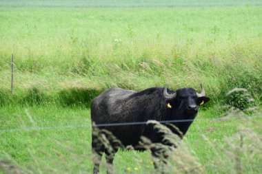 Çayırdaki yeşil çimlerde bir inek. yüksek kaliteli fotoğraf