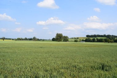 yeşil tarla ve mavi gökyüzü