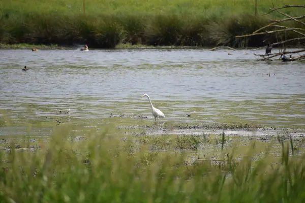 Sudaki beyaz balıkçıl