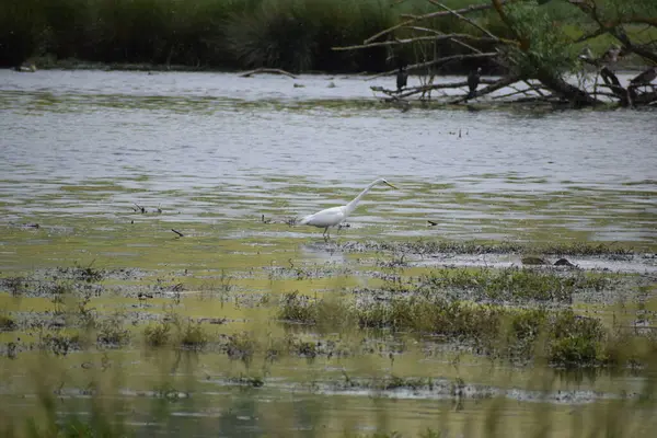 Güzel bir beyaz kuş manzarası.