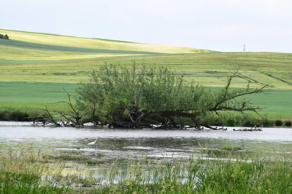 Ağacı ve tarlası olan güzel bir manzara.