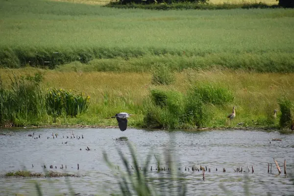 Sudaki çimlerin üzerinde bir kuş oturuyor.