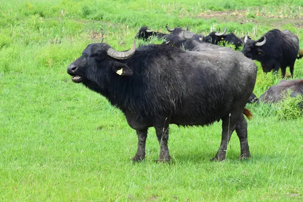 Otlaktaki siyah boğa