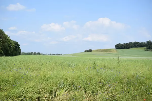 Ağaçlarla ve mavi gökyüzüyle güzel bir manzara.