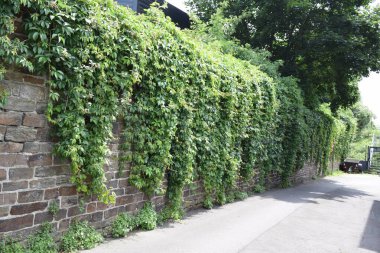 yeşil sarmaşık duvarlı arka plan, sarmaşık bitkisi, sarmaşık yaprakları, duvar, yeşil sarmaşıklı duvar