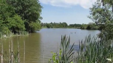 Baharda sakin bataklık gölü