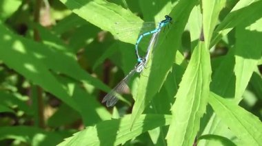Çiftleşen küçük mavi kız böcekleri