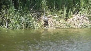 Bataklıkta balıkçıllar