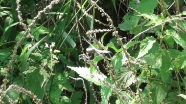 Göldeki bitkilerin üzerinde büyük mavi bir yusufçuk