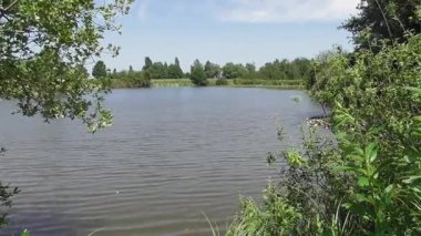 Bataklık gölünün üstünde yüksek sesli kuş sesi