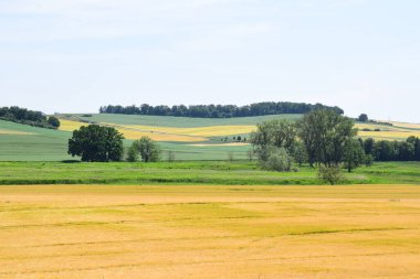 Yazın güzel yeşil buğday tarlası