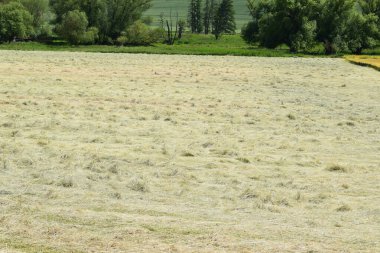 Yazın saman tarlası