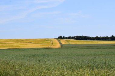 Yazın buğday tarlası