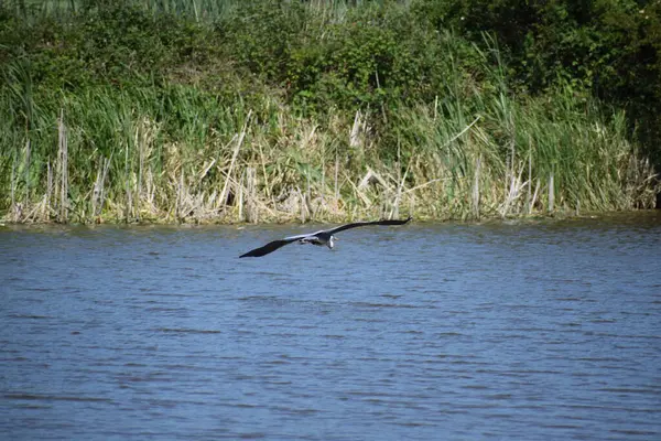 Suda büyük balıkçıl (ardea alba)