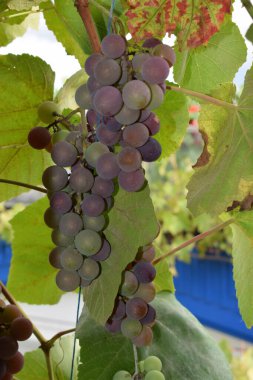 Bir demet beyaz üzümü kapat.