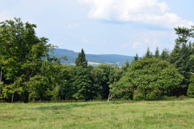 Bir dağ ormanı ve bir ağacı olan manzara.