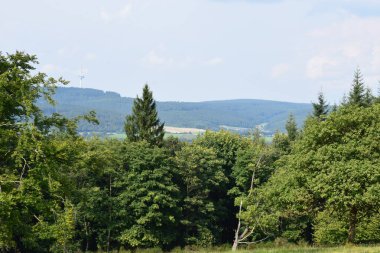 Yazın kırsal kesimde bir orman manzarası