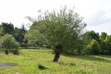 Ormanda küçük bir yol