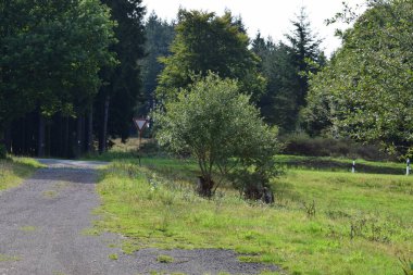 Ağaçlar ve yeşilliklerle çevrili güzel bir orman görüntüsü.