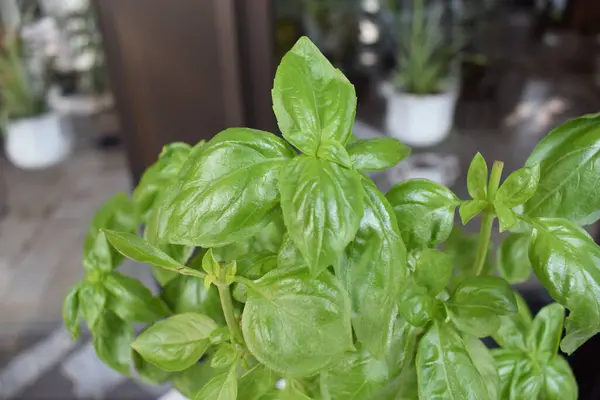 yeşil bitki Görünümü Kapat