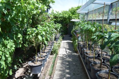 Çatısı olan bir bahçede dar bir yol.