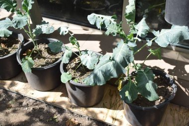 Yeşil bitkilerin yakın plan çekimi.