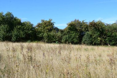 Ağaçlar ve bitkilerle dolu güzel bir manzara.