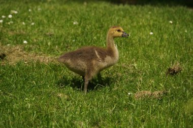 Who doesn't love a baby animal? This was one of roughly 9 goslings in a family of Canada Geese. clipart