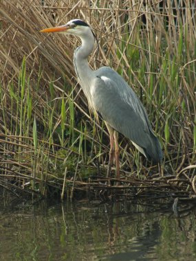Sazlıkların arasında güzel bir balıkçıl yavaşça küçük av nesnelerini takip ediyor..