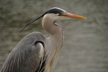 Bu balıkçıl Richmond, Londra 'da bir patikada oturuyordu. Bir Gri Balıkçıl 'a nadiren bu kadar yaklaşırım ama bu fotoğraf çekilirken çok mutluydu..